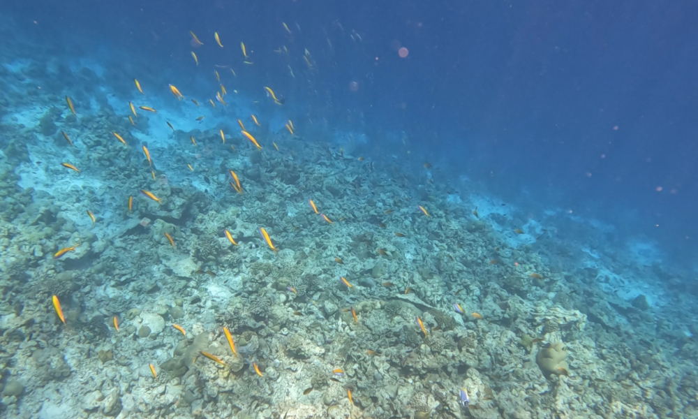 シュノーケルの写真